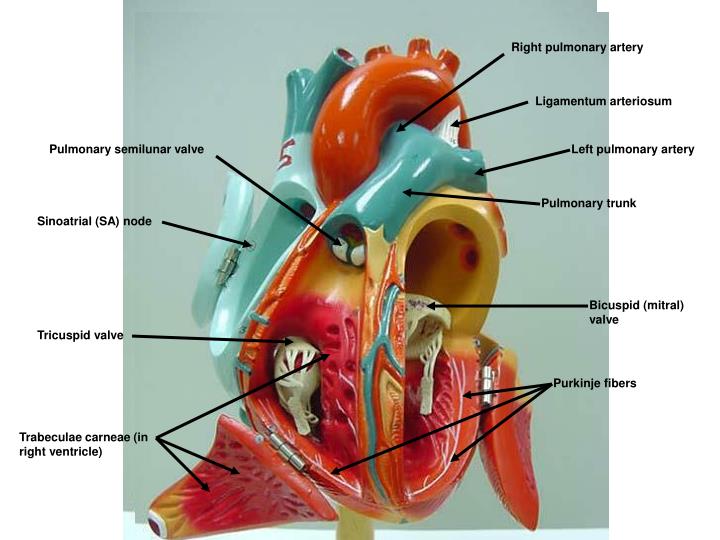 PPT - Brachiocephalic trunk PowerPoint Presentation - ID:4504066