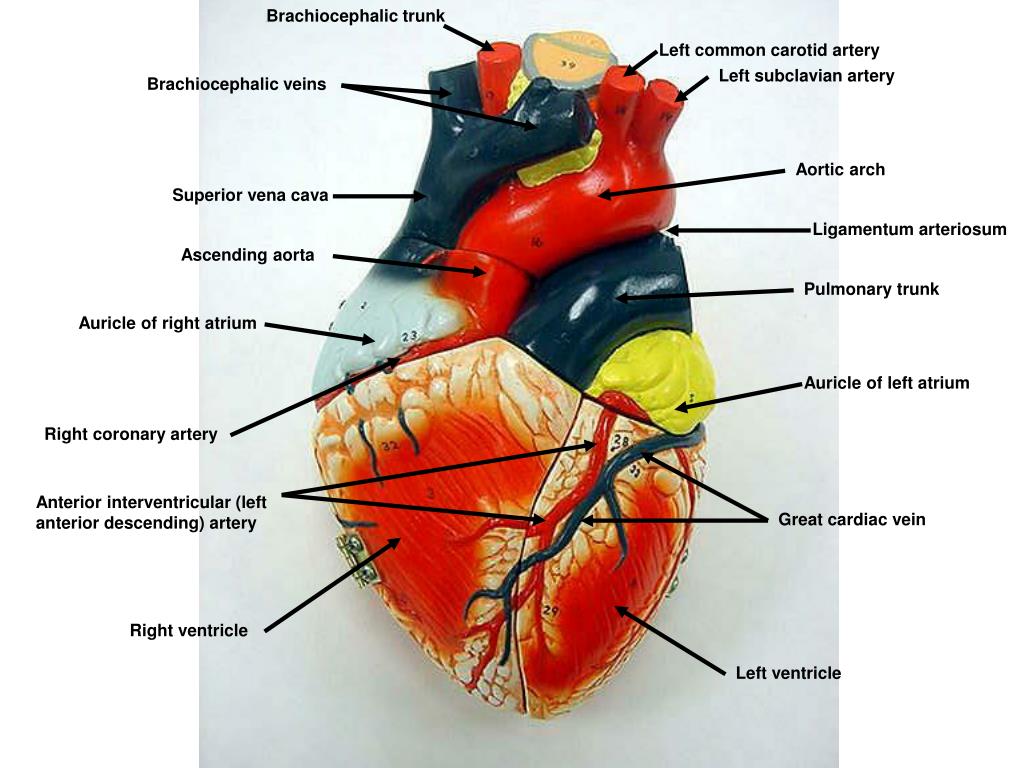 PPT - Brachiocephalic trunk PowerPoint Presentation, free download - ID ...