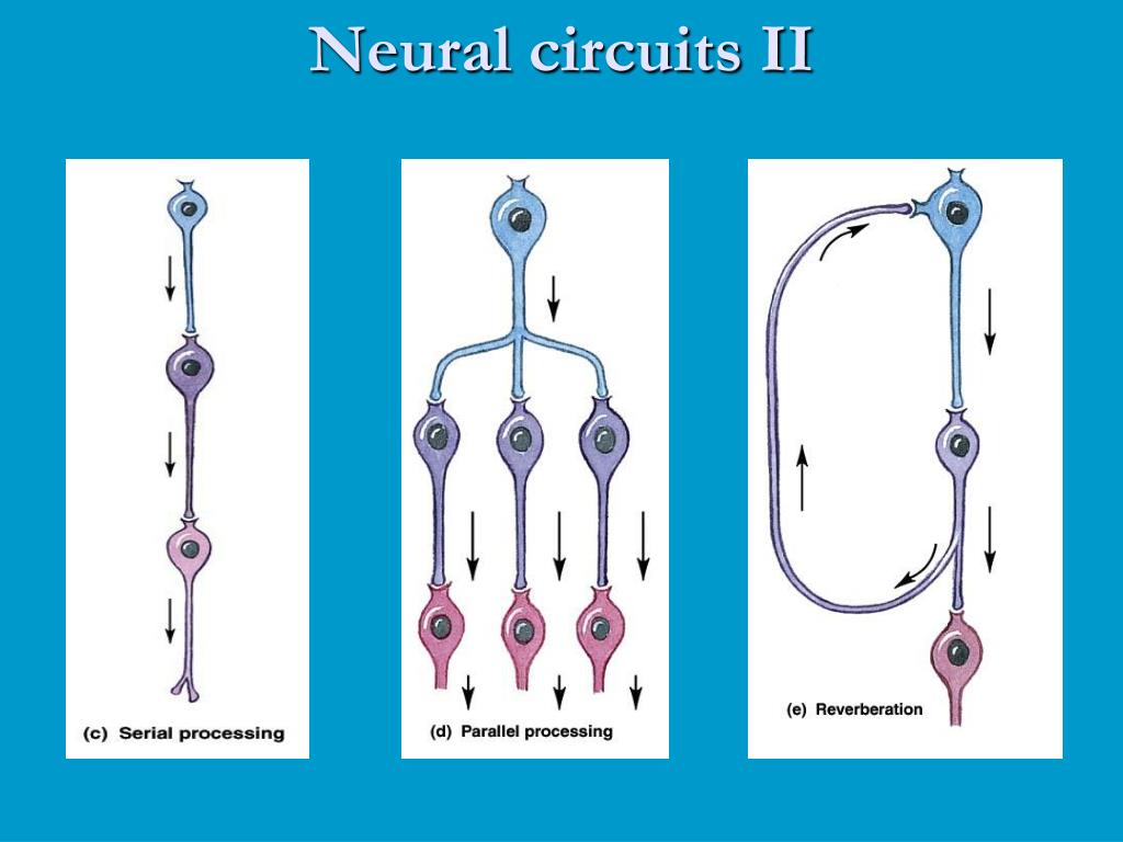 Circuits Diagram For Nerve Potential Potential Neurons Dummi