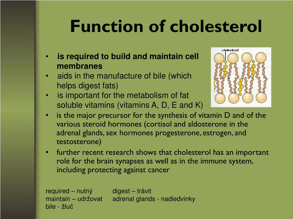 Function Of Cholesterol