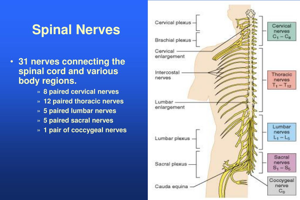 PPT - Anatomy of the Spinal Cord Structure of the spinal cord Tracts of ...