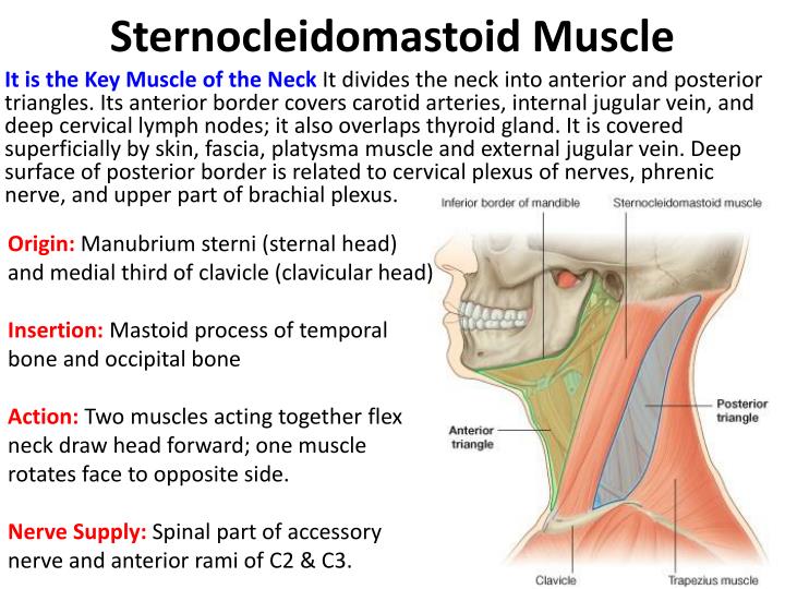 Sternocleidomastoid Origin Insertion Nerve Supply Action How To | My ...