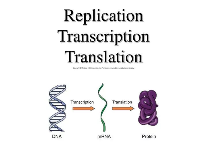 PPT - Replication Transcription Translation PowerPoint Presentation ...