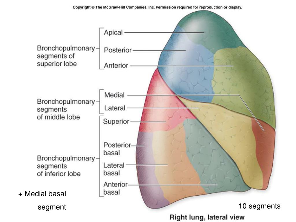 PPT - Anatomy of the trachea and broncheal tree PowerPoint Presentation ...