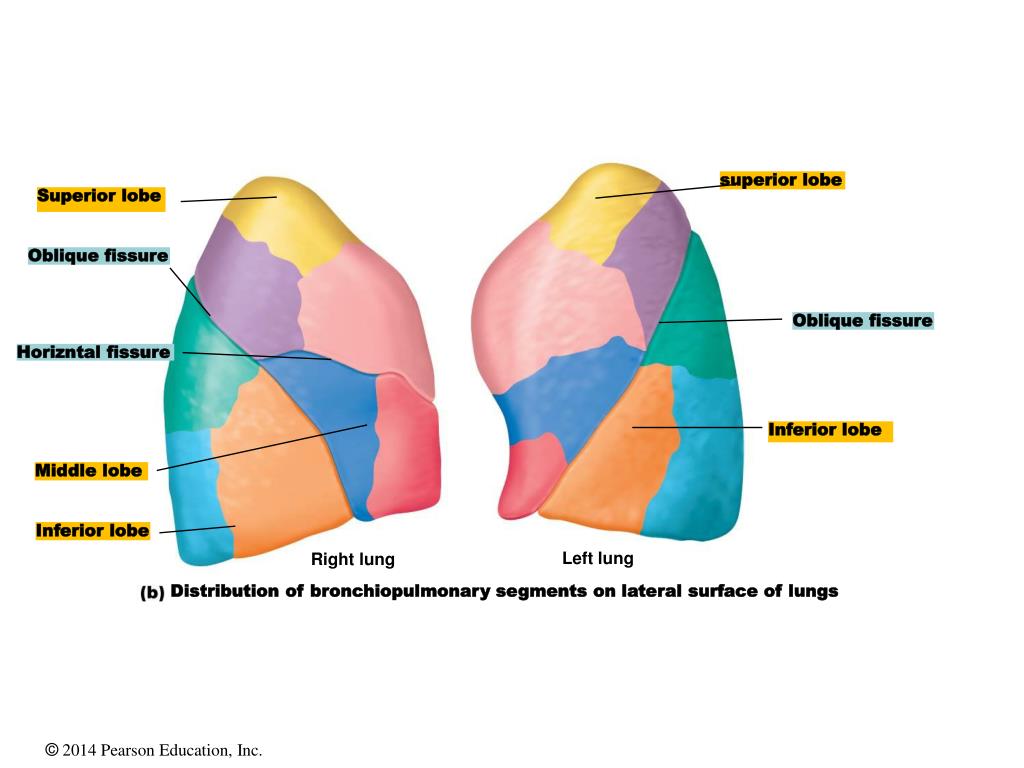 PPT - The Respiratory System PowerPoint Presentation, free download ...