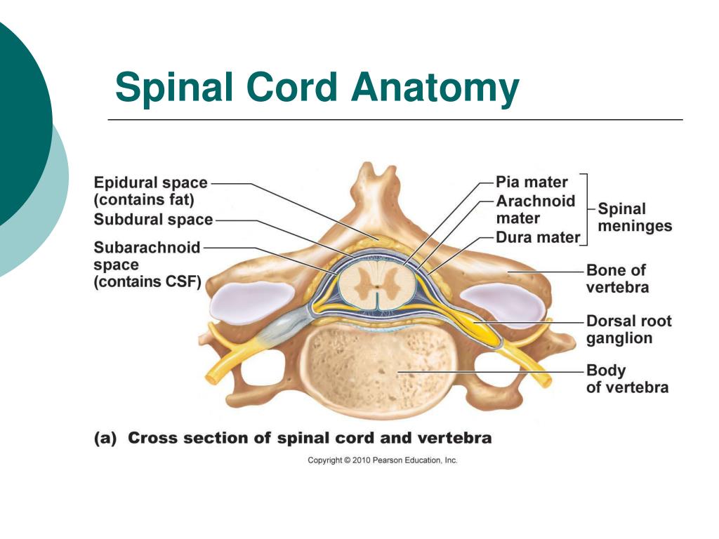 PPT - The Central Nervous System PowerPoint Presentation, free download ...