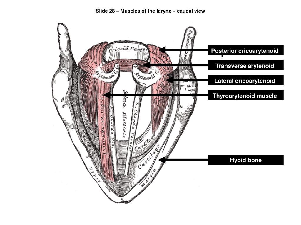 PPT - Anatomy and Physiology 2211K PowerPoint Presentation, free ...