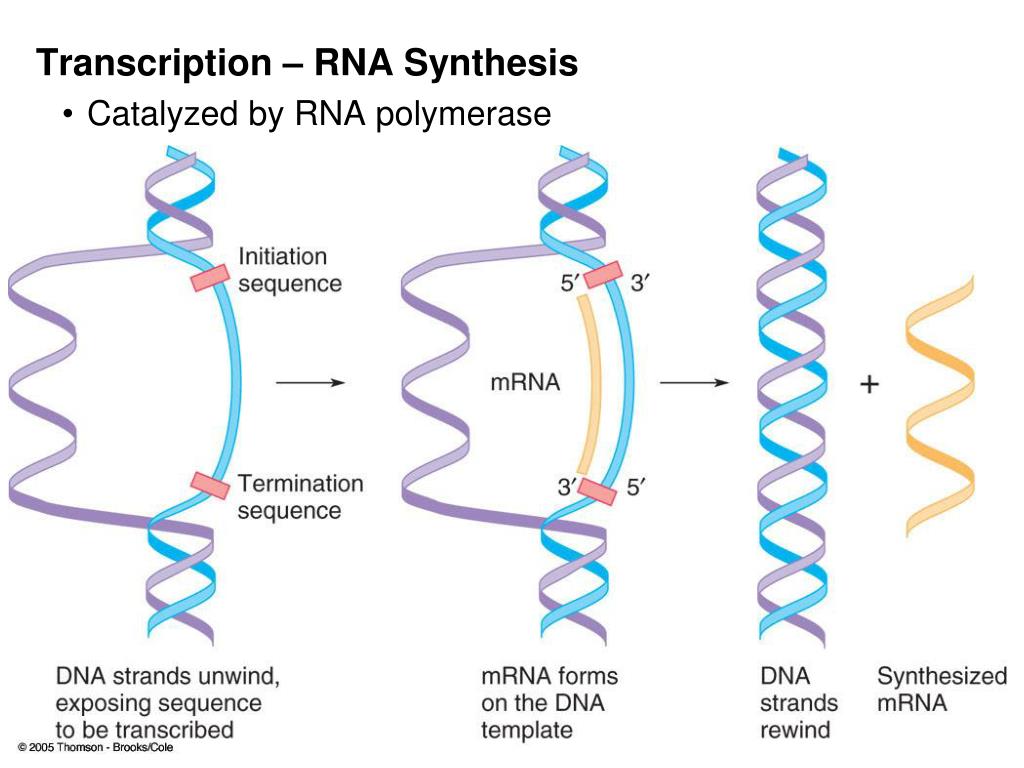 PPT - Chapter 26 DNA; RNA PowerPoint Presentation, free download - ID ...