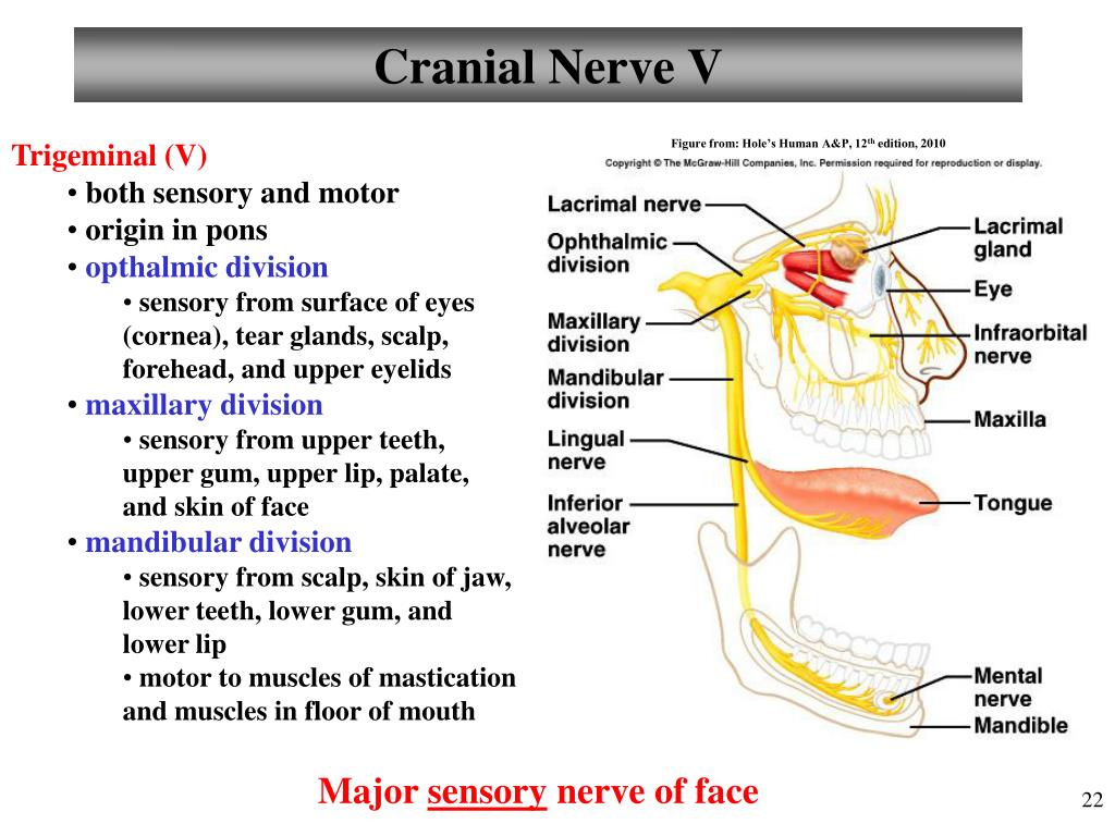 PPT - The Central Nervous System Brain II Cranial Nerves PowerPoint ...