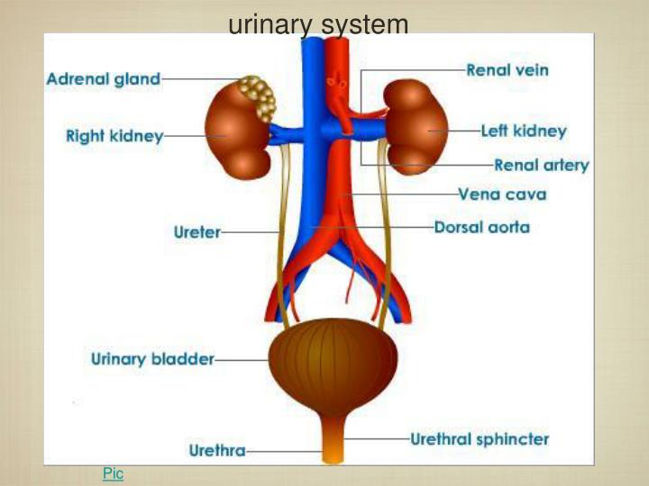 PPT - Urinary System PowerPoint Presentation - ID:5976313