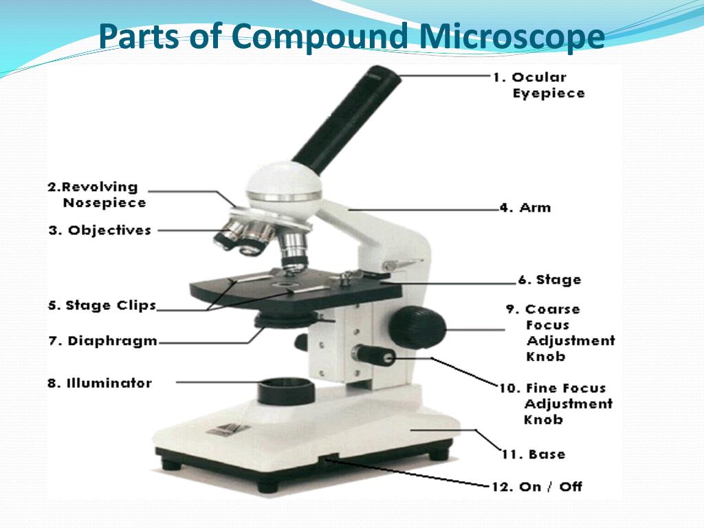 The Compound Microscope Parts