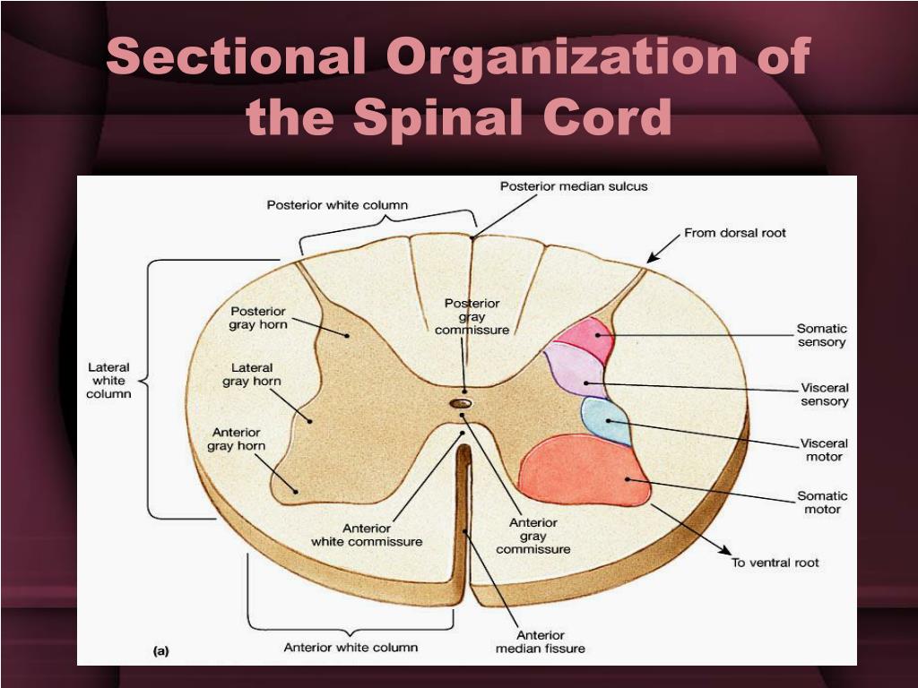 PPT - Spinal Cord Injury PowerPoint Presentation, free download - ID ...