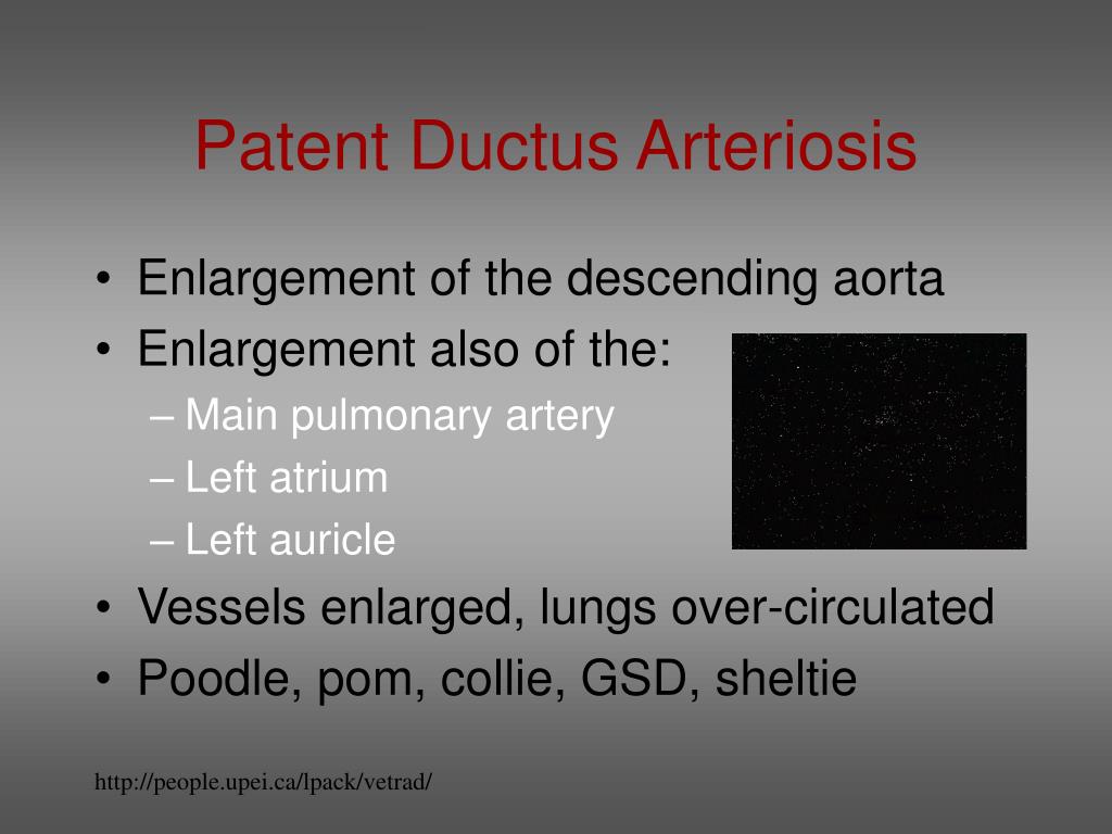 PPT - Thoracic Radiology of the Dog PowerPoint Presentation, free ...