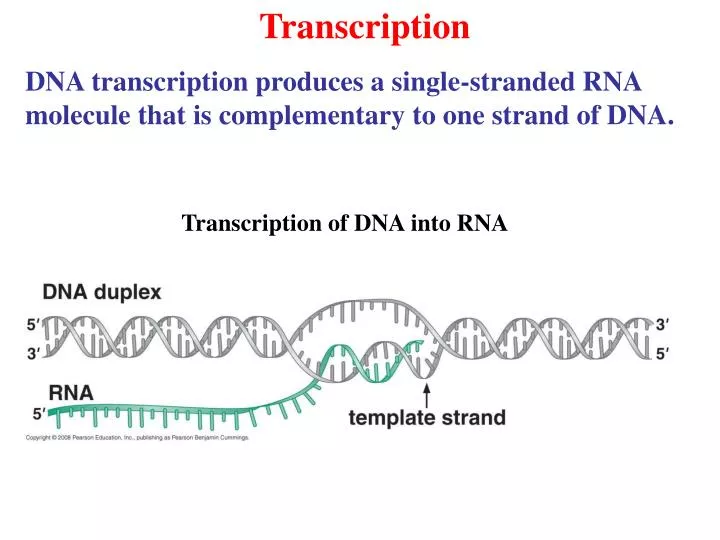 PPT - Transcription PowerPoint Presentation, free download - ID:6700547