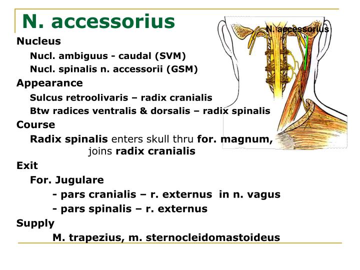 PPT - Cranial nerves PowerPoint Presentation - ID:6732221