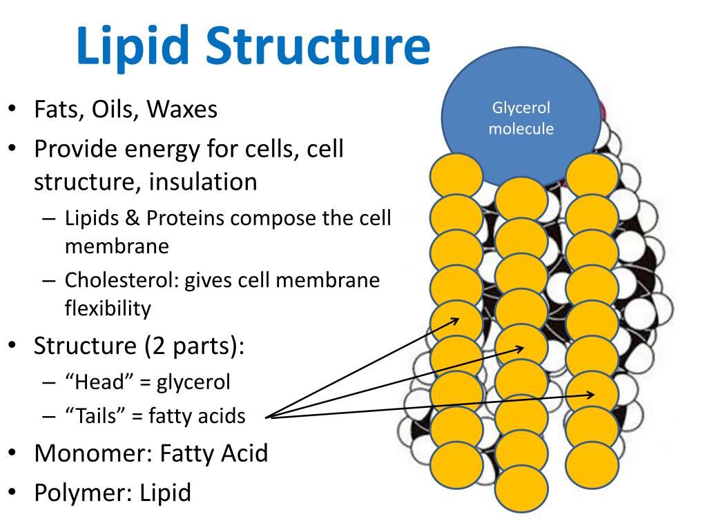 Lipids Sketch