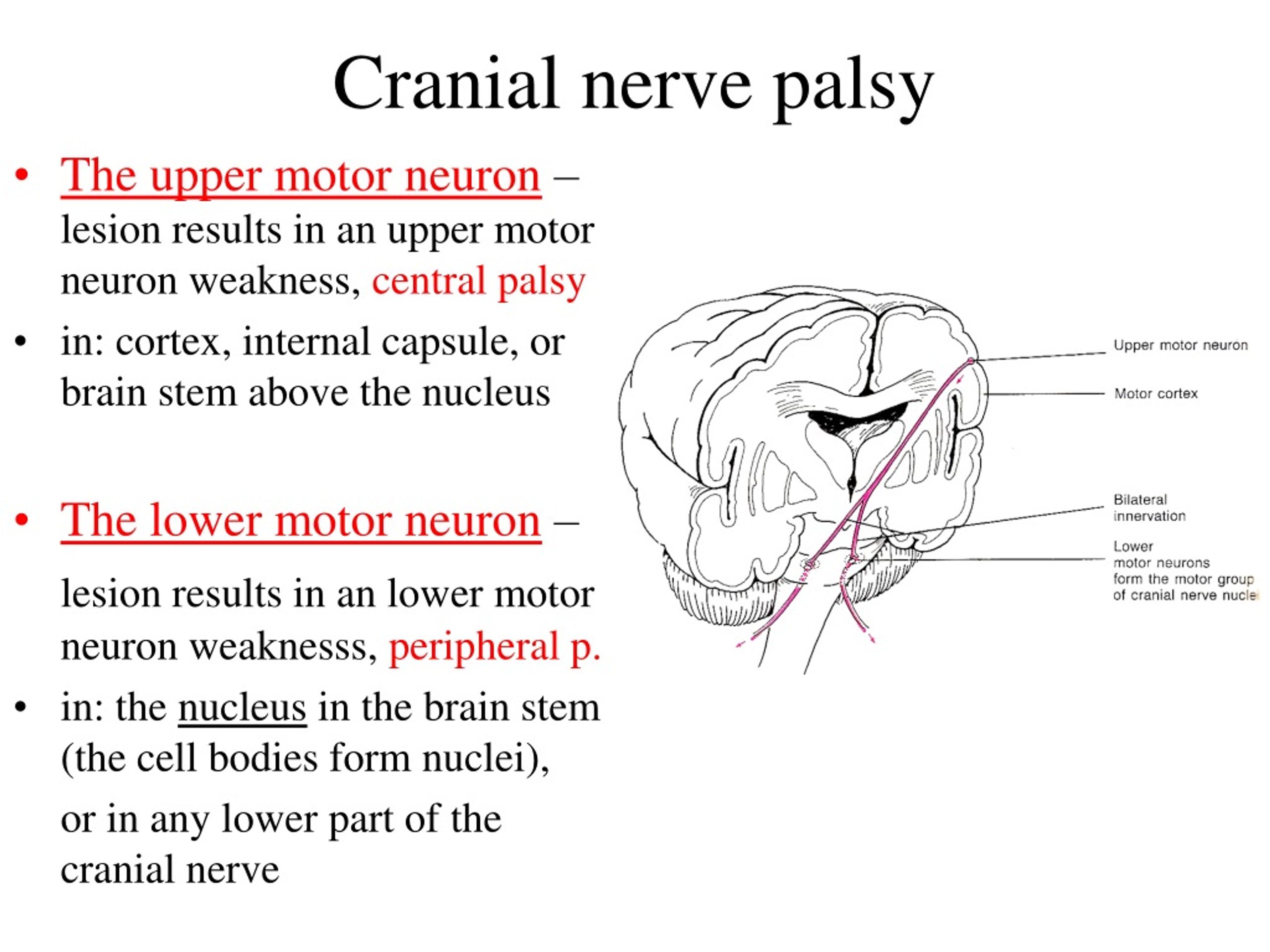 Cranial Nerve