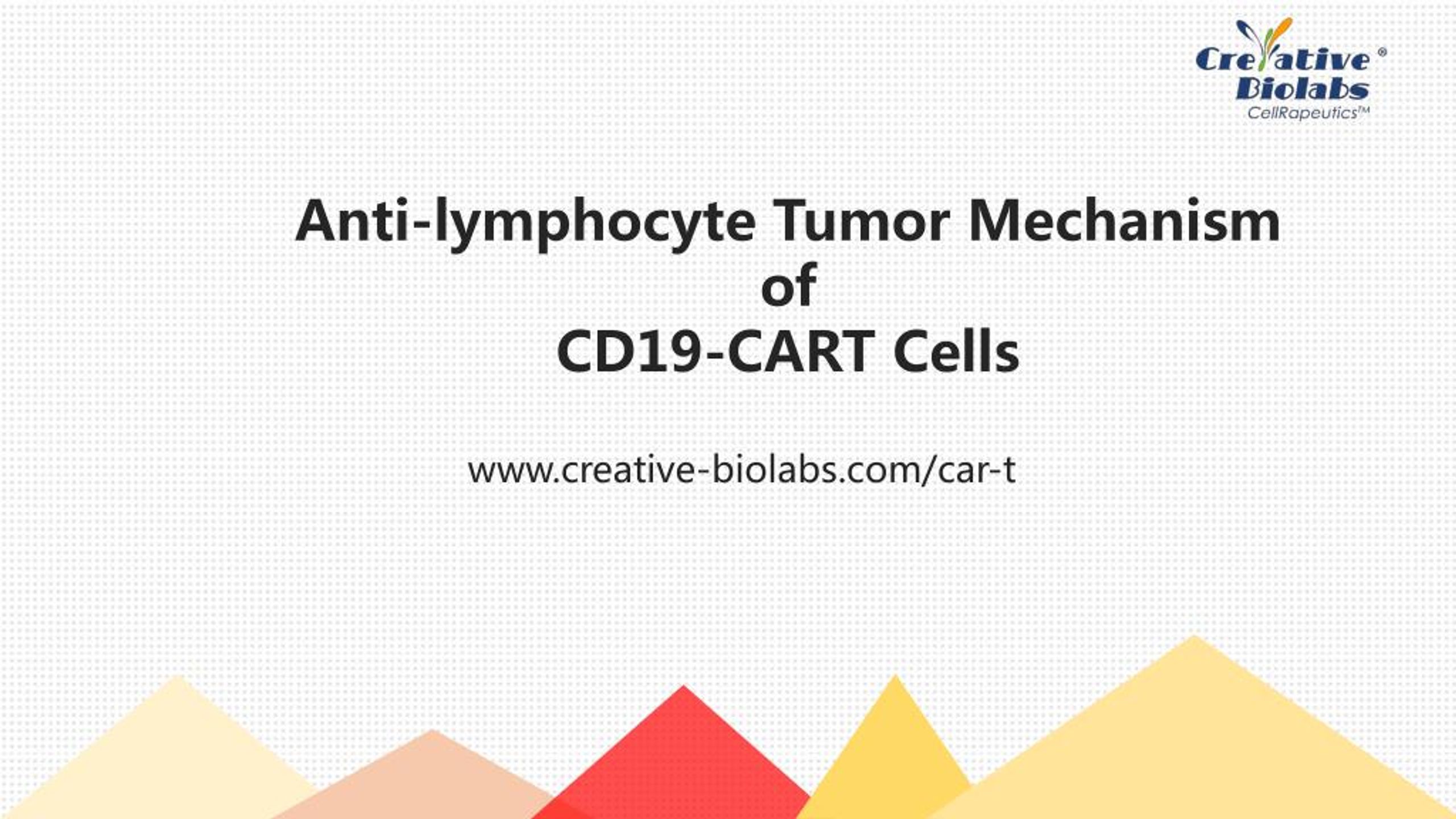 PPT - Anti-lymphocyte Tumor Mechanism of CD19-CART Cells PowerPoint ...