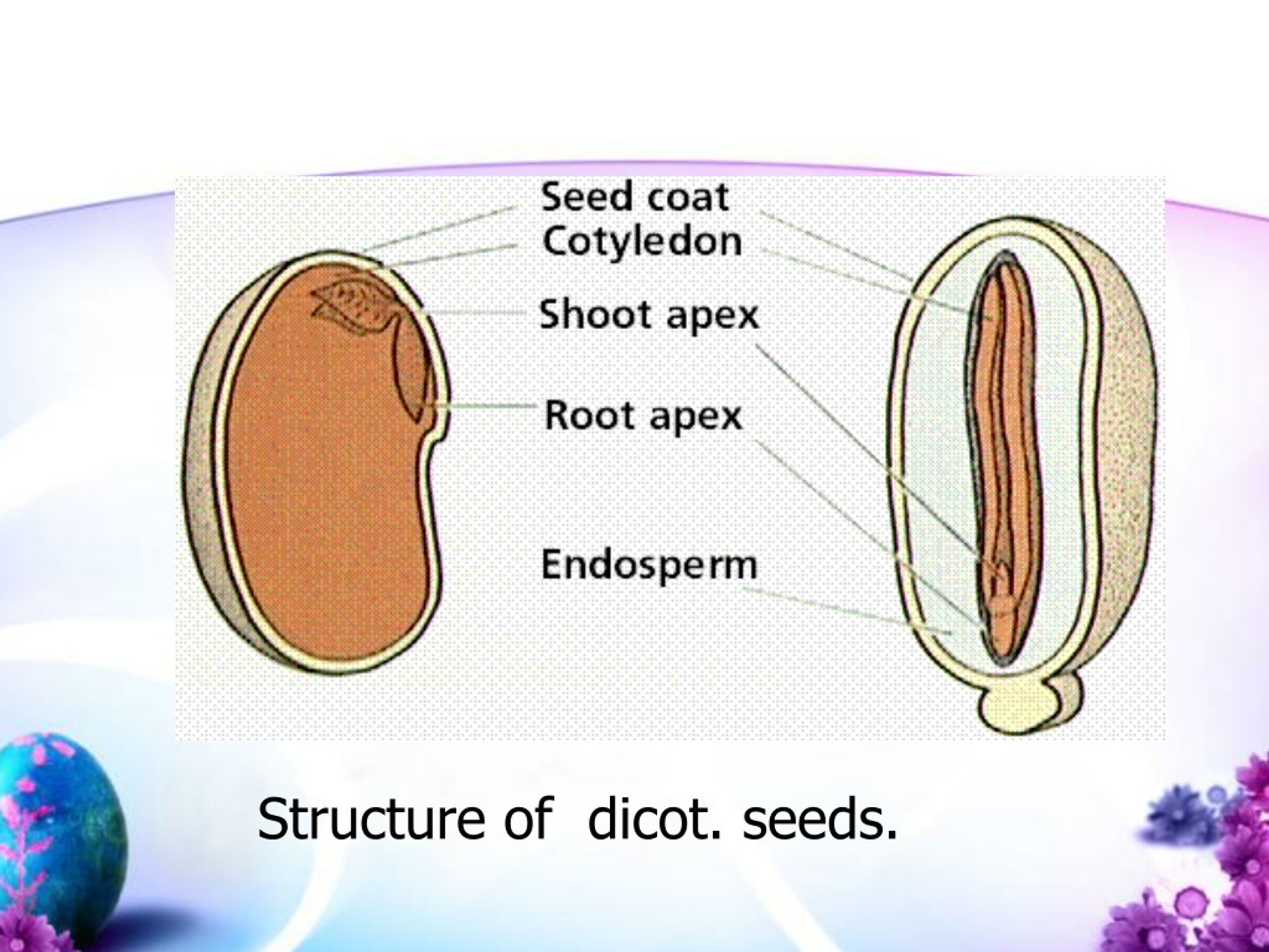 PPT - Chapter 5 Embryo PowerPoint Presentation, free download - ID:8920461