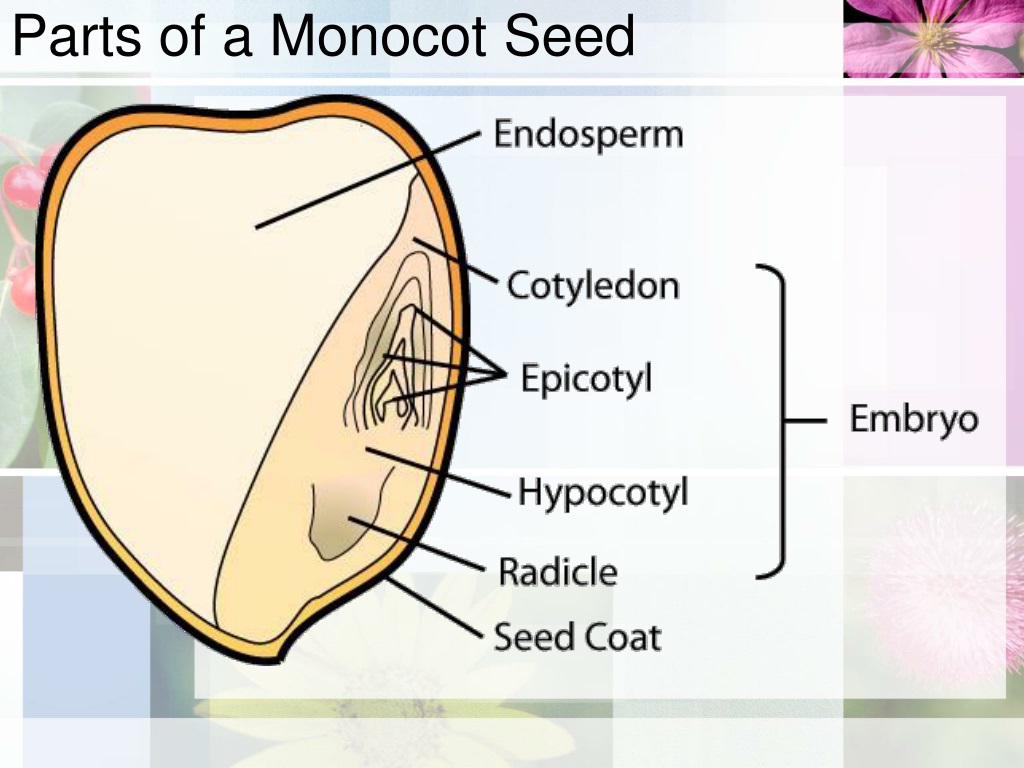 Monocot Seed Diagram