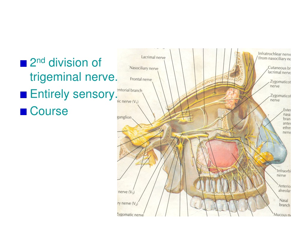 PPT - MAXILLARY ARTERY PowerPoint Presentation, free download - ID:9505243