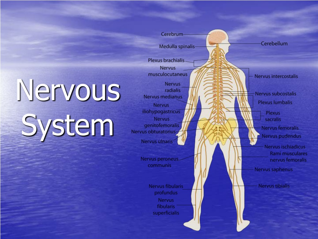 PPT - Nervous System PowerPoint Presentation, free download - ID:9583440