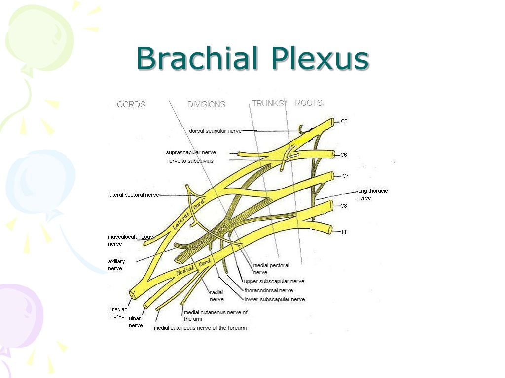 PPT - Ulnar nerve PowerPoint Presentation, free download - ID:9699176