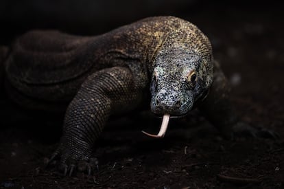 Un dragón de Komodo (Varanus komodoensis), también conocido como monitor de Komodo, saca su lengua bífida, en el zoo Faunia.