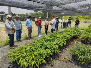 El plan empezó con un vivero en Circasia para ir sembrando guarumo y piñón.