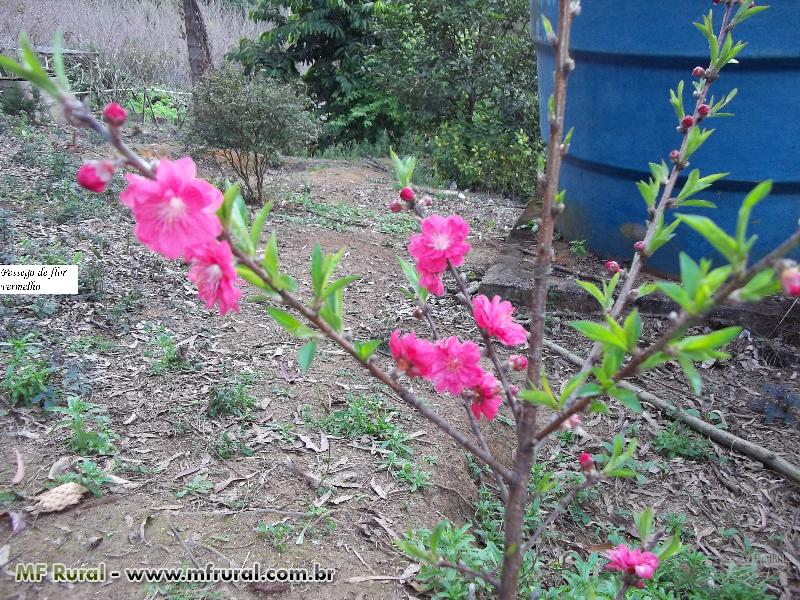 Aprender sobre 116+ imagem muda flor de cerejeira