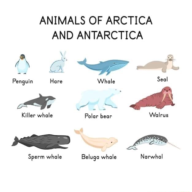 ANIMALS OF ARCTICA AND ANTARCTICA Penguin Hare Whale Seal Killer whale ...