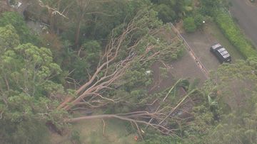 Strong winds have knocked a massive tree down and onto a house on Sydney&#x27;s Upper North Shore with more intense winds to come. 