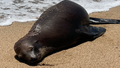 This photo provided by the Pacific Marine Mammal Center shows a sea lion that was shot at Bolsa Chica State Beach in Orange County, California.