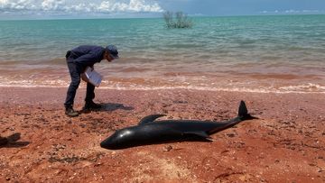 Park and wildlife officers ﻿found more whales yesterday after the whales were first reported on Crab Creek shores near Broome in the Kimberley on Monday. 