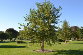 River Birch single stem tree qt pot (betulanigra) image 3