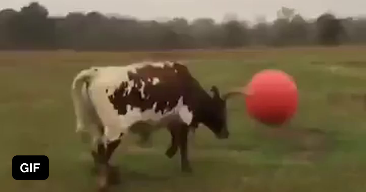 Bull accidentally pops his favorite ball - 9GAG