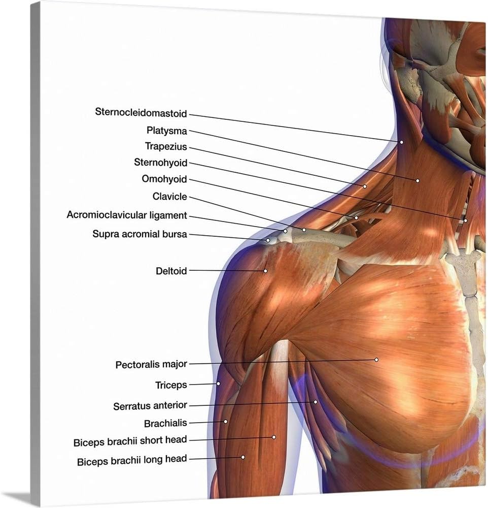 Shoulder Muscles And Tendons Diagram