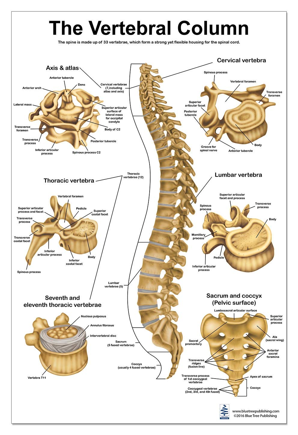 Printable Spine Diagram With Labels The Vertebral Col - vrogue.co