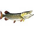 Pike Beautiful Fish Decal | Fishing Decal for Boat, Car, Vehicle, Truck Etc. | Waterproof Vinyl Sticker | Many Sizes & Styles