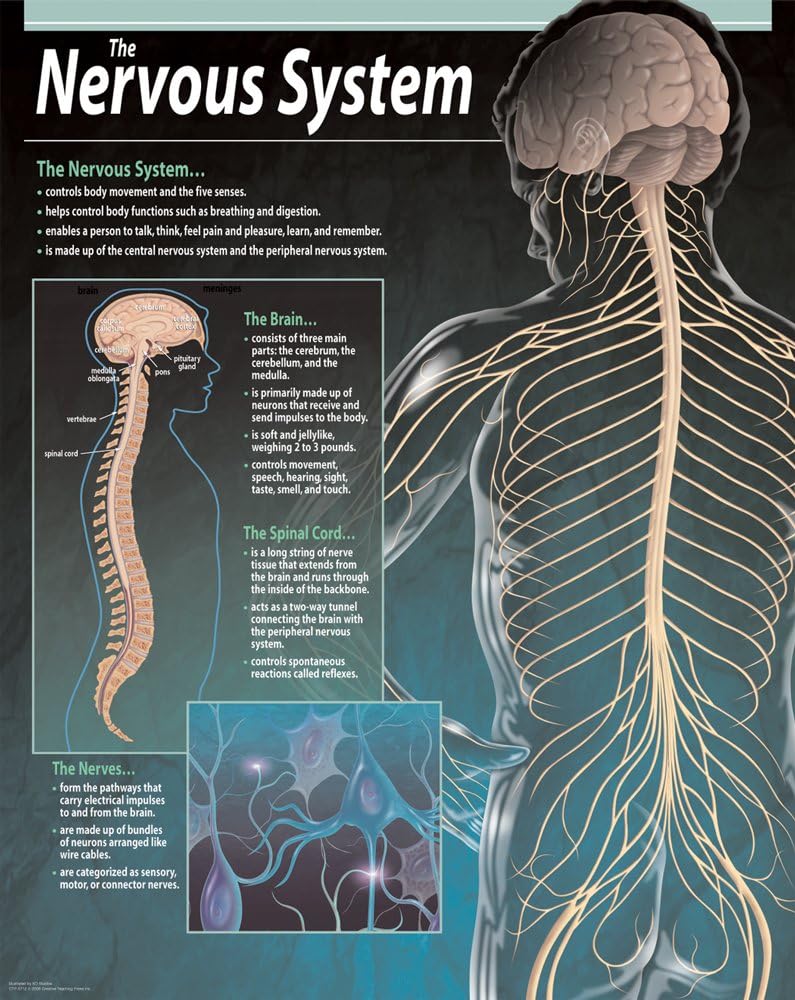 Amazon.com: Creative Teaching Press The Nervous System Chart (5712 ...