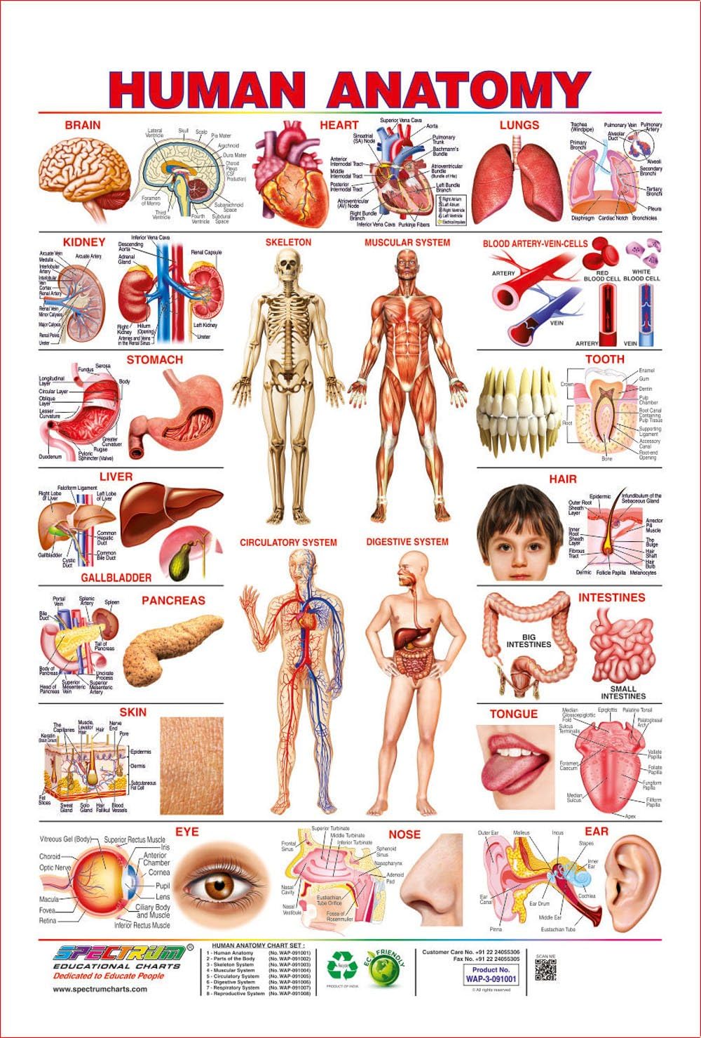 Anatomy Chart Of The Human Body ~ Anatomical Anatomy Diagrams ...