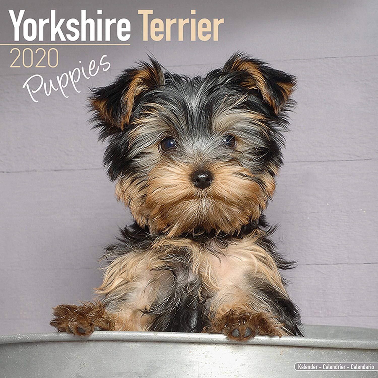 Yorkshire Terrier Puppies Calendar Dog Breed Calendars 19 Wall Calendars 16 Month By Avonside Multilingual Edition Megacalendars Amazon Com Books