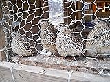 Fertile Coturnix Quail Hatching Eggs