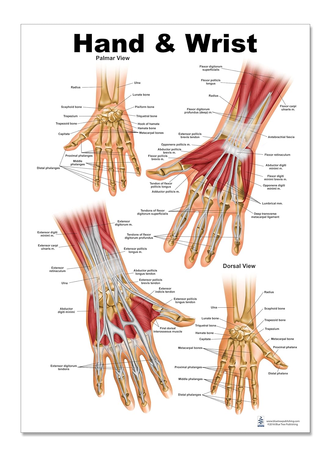 Hand Wrist Anatomy Diagram