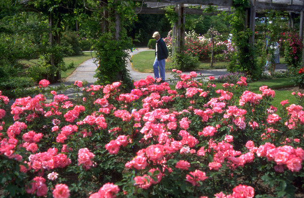 Roses, Ontario Royal Botanical Gardens