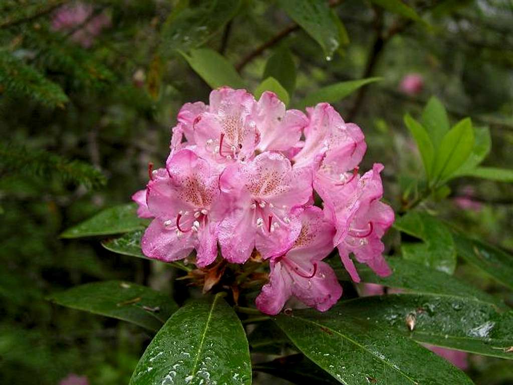 Wild rhododendron