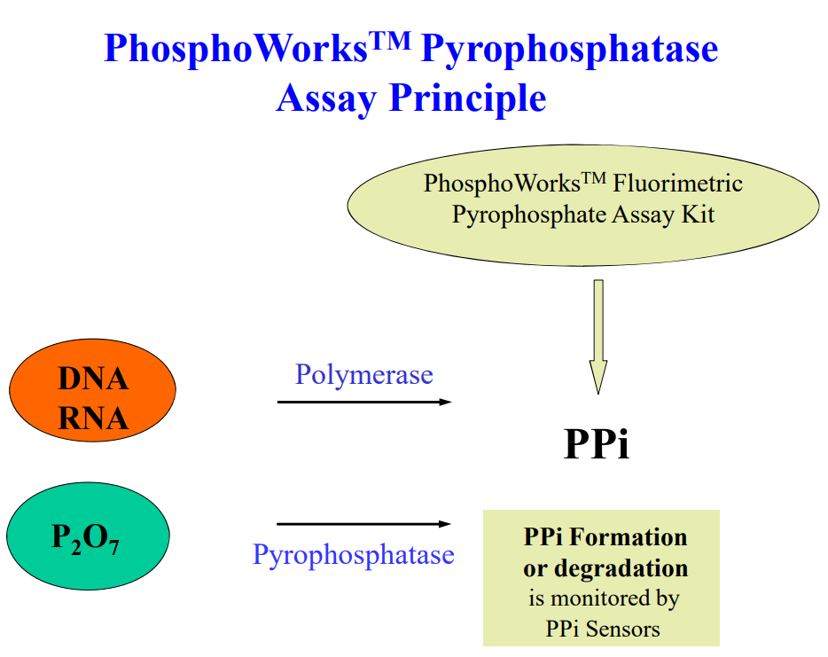 Pyrophosphate Dna Replication