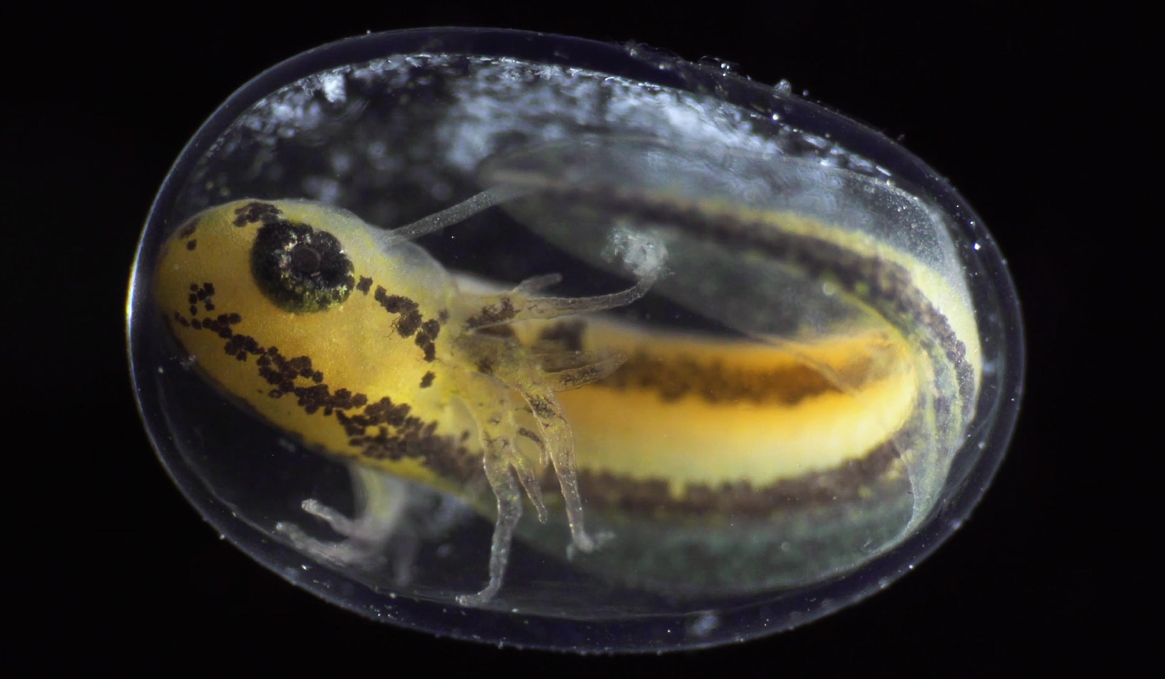 Close-up of a yellowish amphibian embryo with black markings inside a transparent egg, on a dark background.