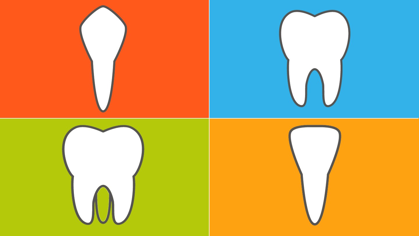 The 4 Types Of Teeth And How They Function Everyday Health | Free Nude ...