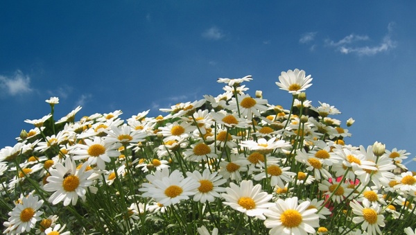 marguerite leucanthemum vulgare flower 